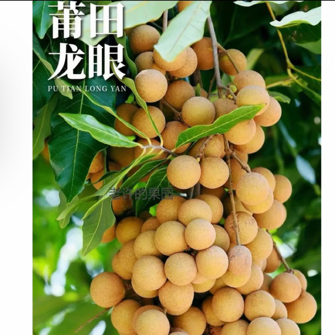 莆田龙眼新鲜现摘现发