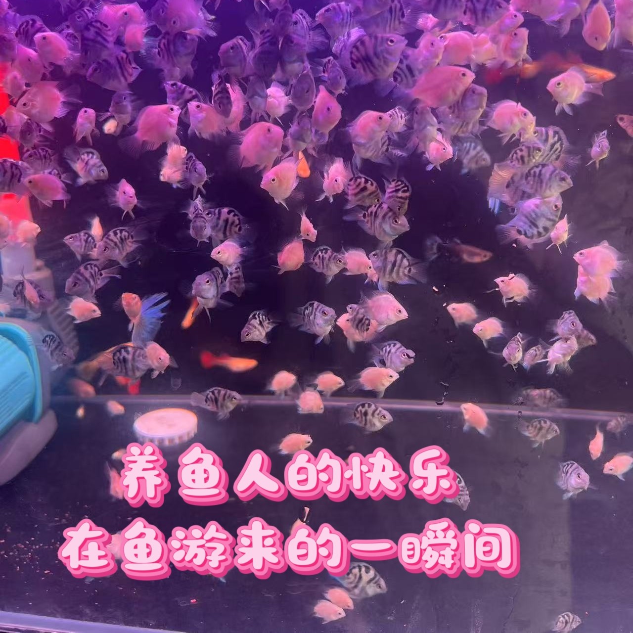 圆体迷你鹦鹉鱼桃心缩尾迷你鹦鹉鱼宝蓝白金胭脂粉