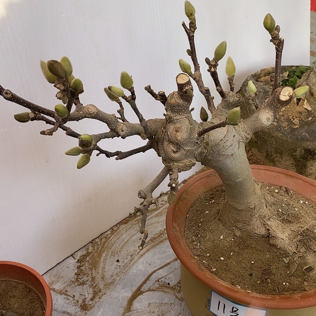 无花朵矮化玉兰盆栽