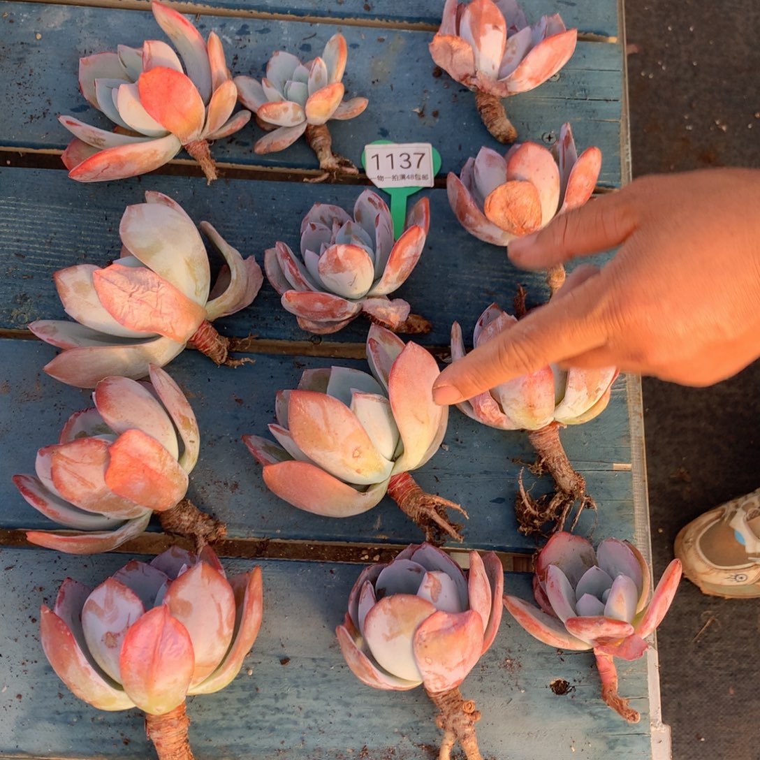 韩版奶茶老桩12颗1137