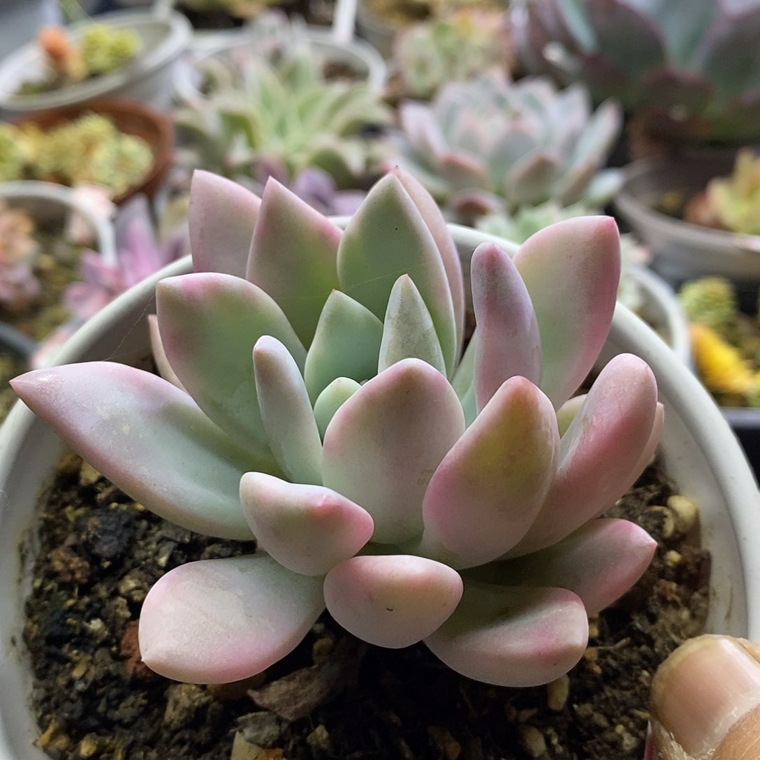 12159 奥普覆轮锦多肉