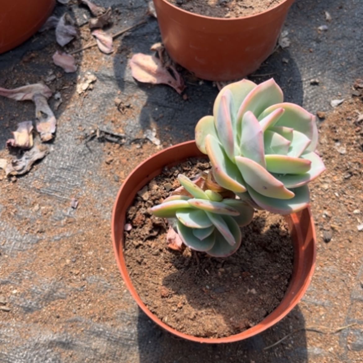 【闪购商品】玖*-白凤