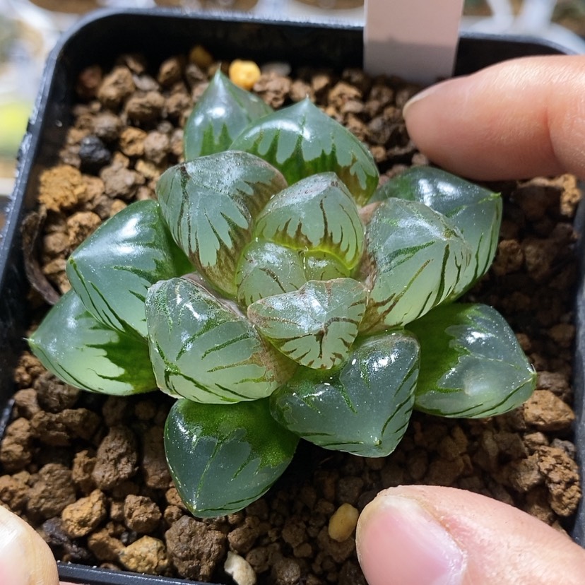 【闪购商品】287巨大水晶