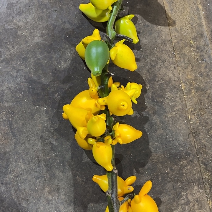 五代果一支长花期