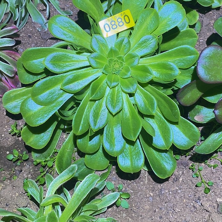 0880绿萝中班多肉植物