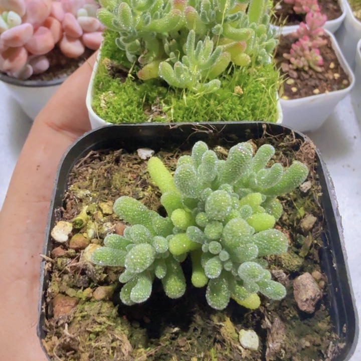 紫水晶冰晶两盆一组