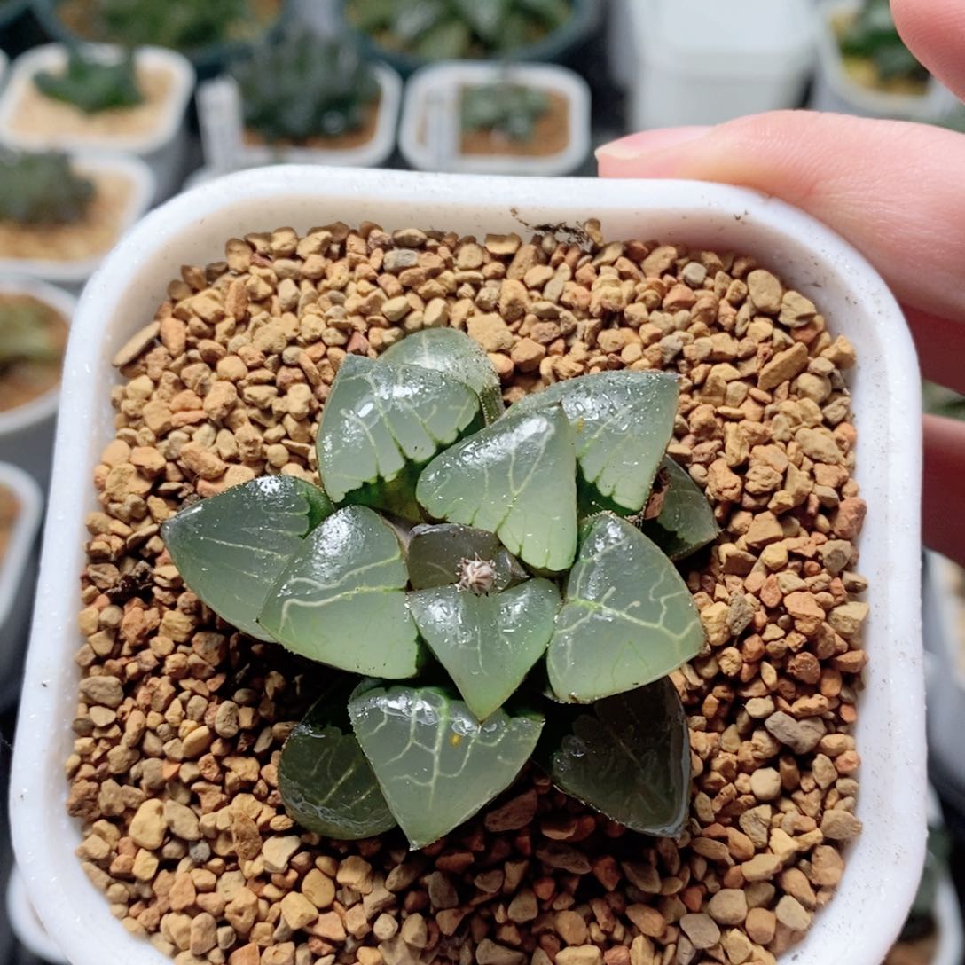 雅典娜女神玉露多肉植物