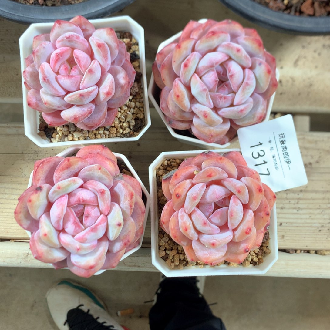 1317控养橙梦露四颗福利特价