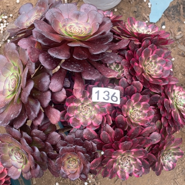 136多肉植物红金刚