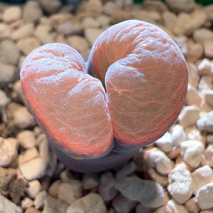 487。 优选Pnsp。大宽窗面