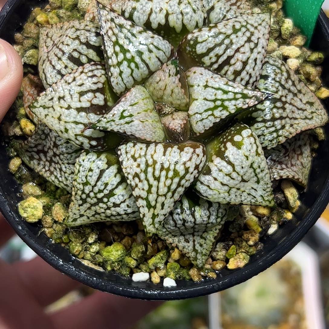 蛹之子母本十二卷多肉