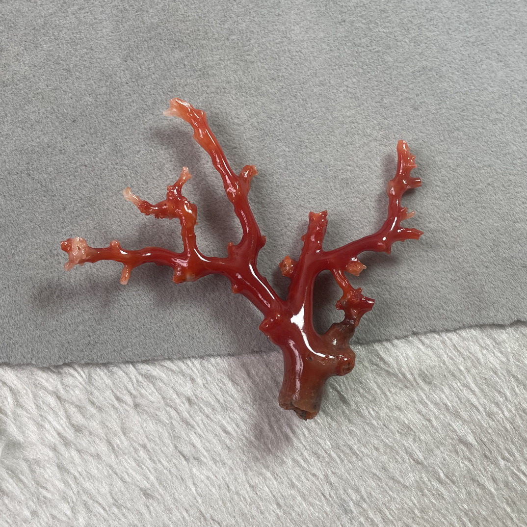 天然红珊瑚阿卡枝（330