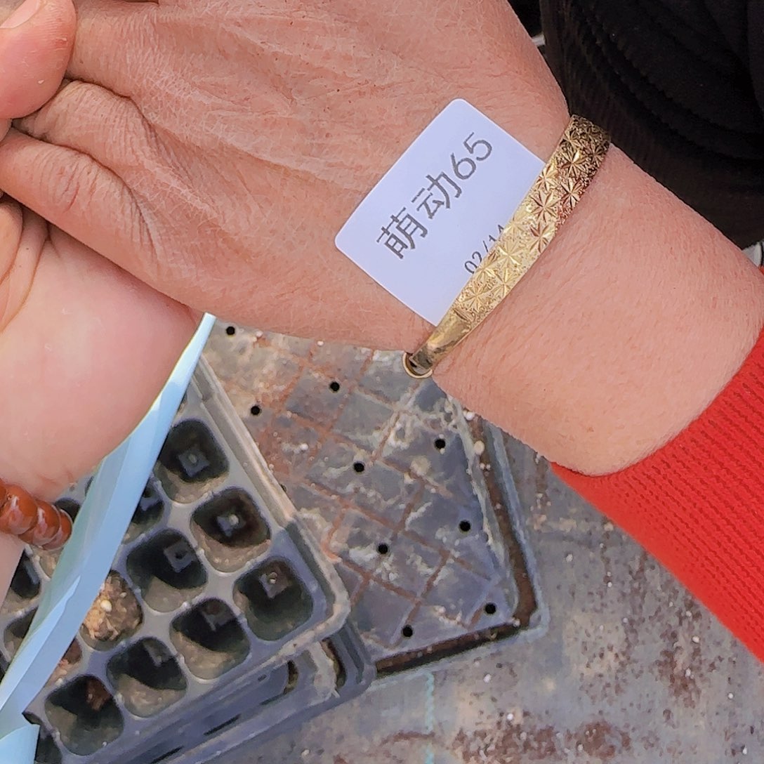 直播一物一拍多肉65