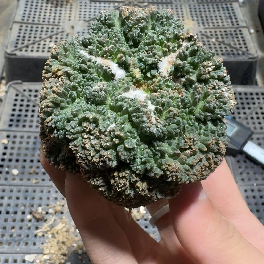 381号仙人球萝卜根