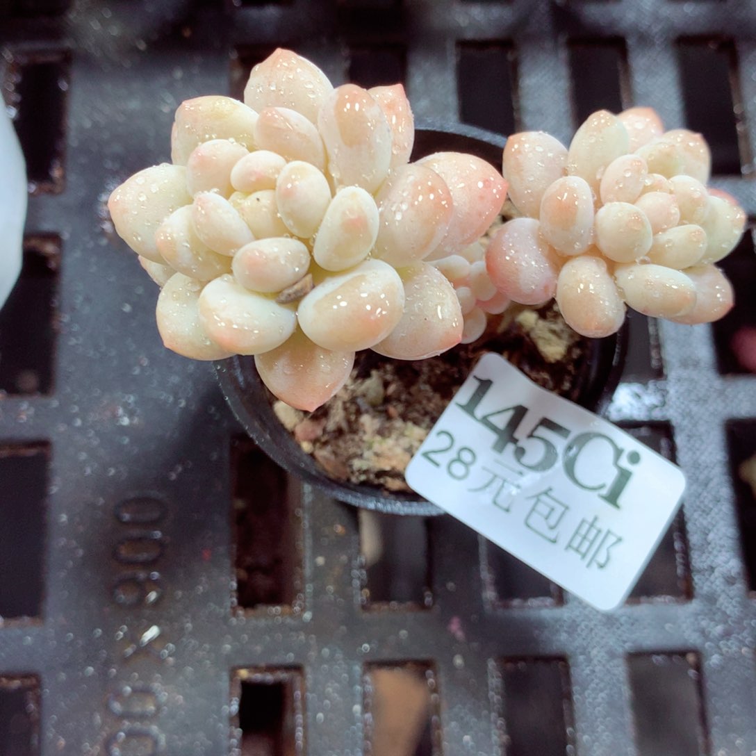 5厘米盆精控多肉145