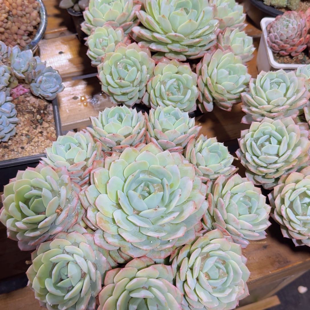 晨*美慕花坊，物一拍l