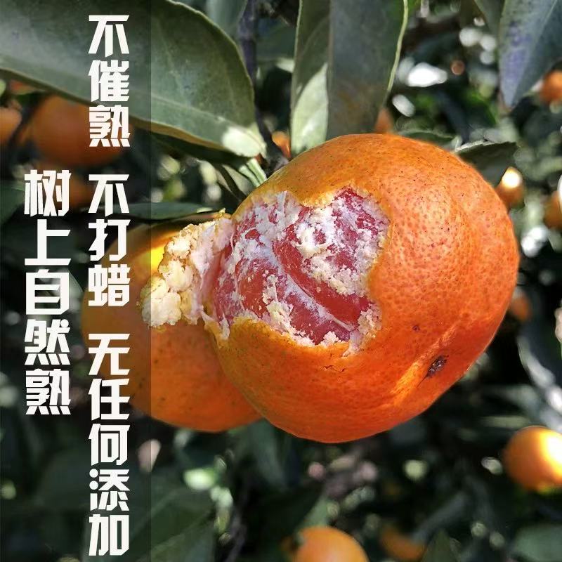 【正宗涌泉蜜桔】浙江临海涌泉蜜桔产地直发包邮橘子当季水果