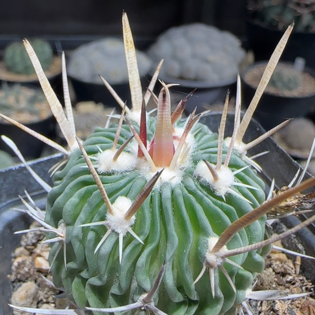 04实生喷泉刺振武玉多肉