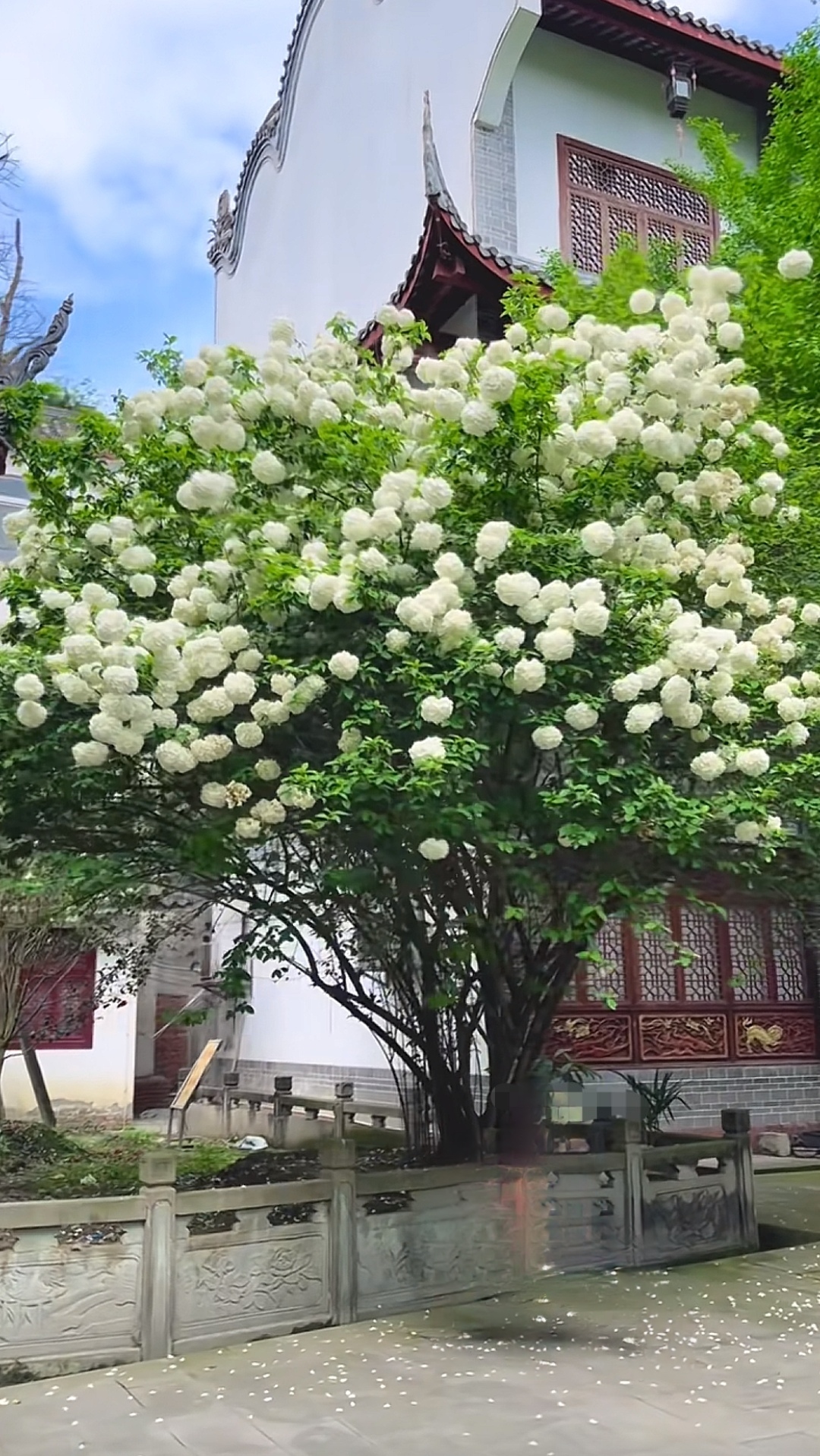 中华木绣球大花斗球