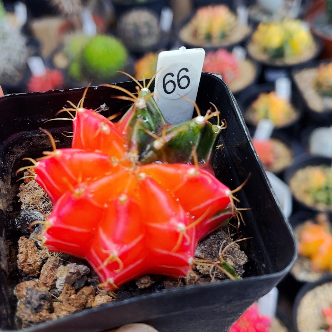 非偏远地区满25包邮仙人球