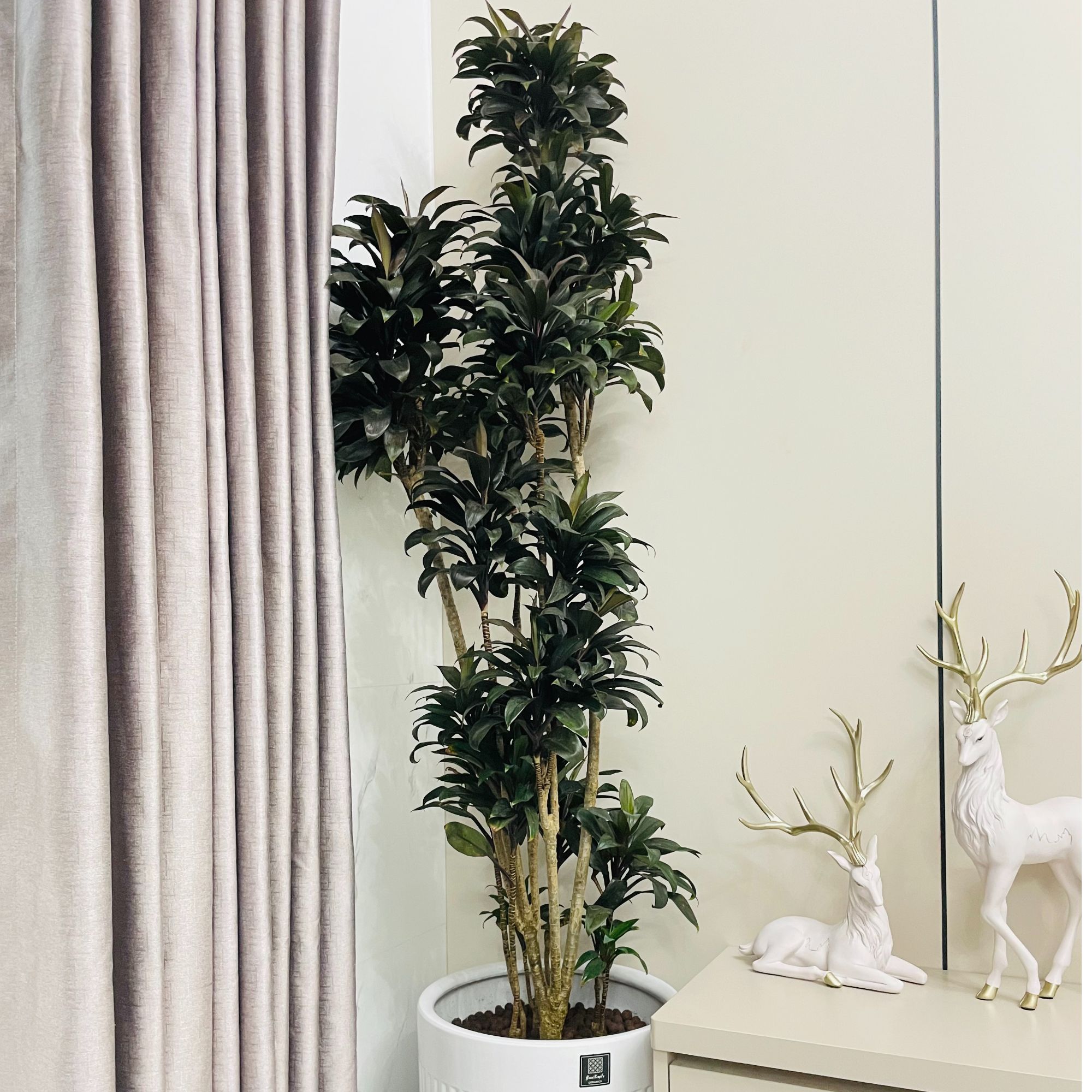 娃娃朱蕉紫气东来室内绿植好看好养活