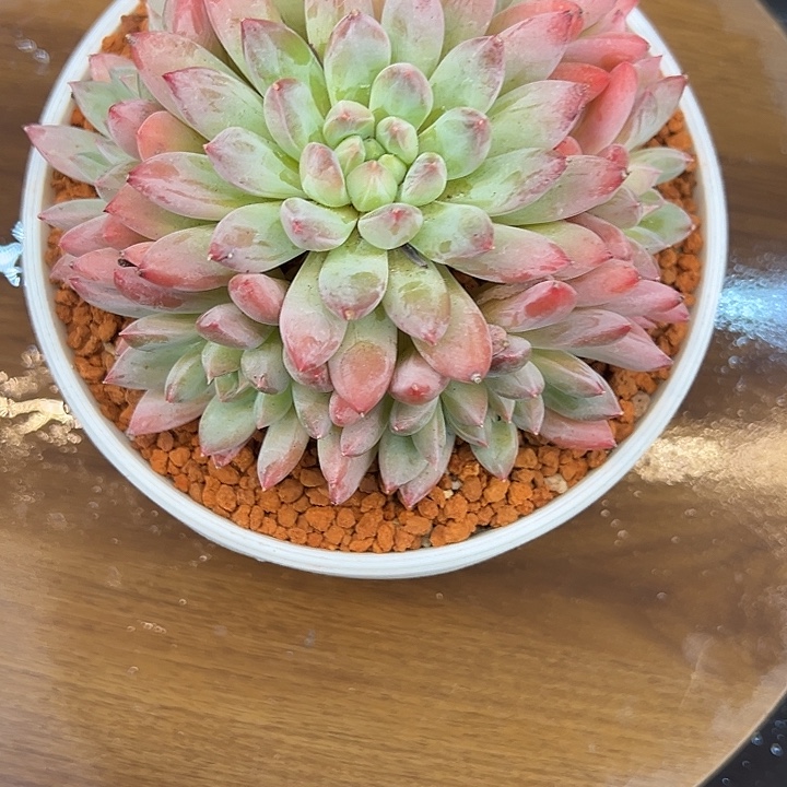 粉饰恋人一颗肉肉