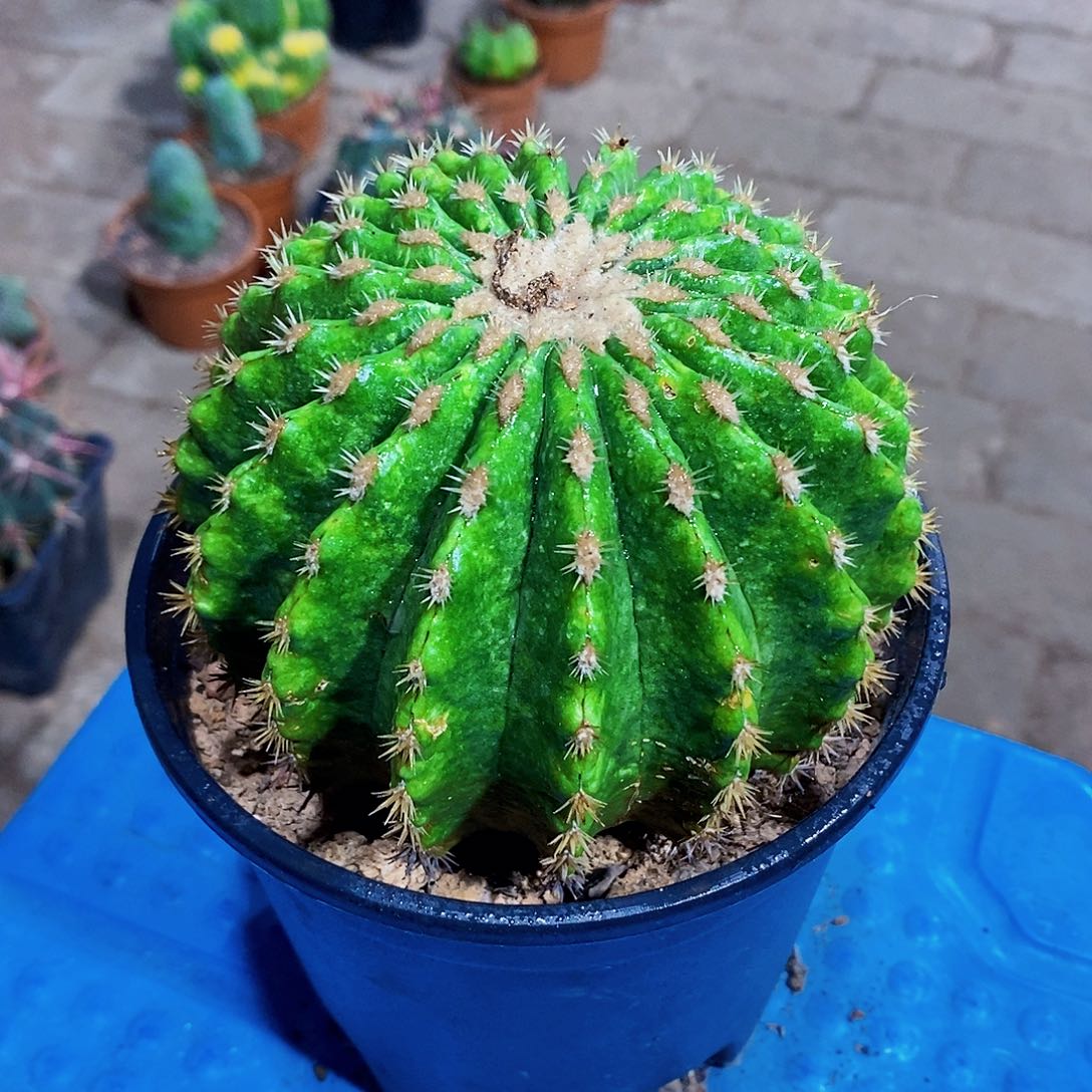 有疤11111111111111个