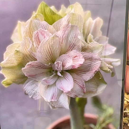 朱顶红新娘捧花4cm+