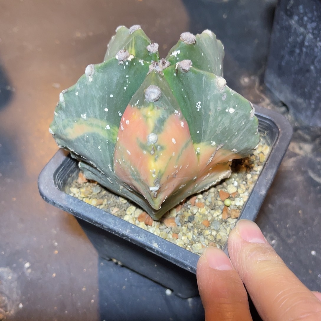 鸾凤玉锦一物一拍下单包邮