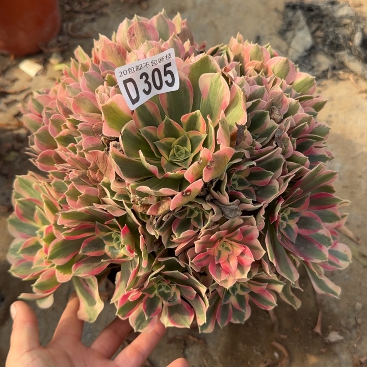 妖月……多肉植物……