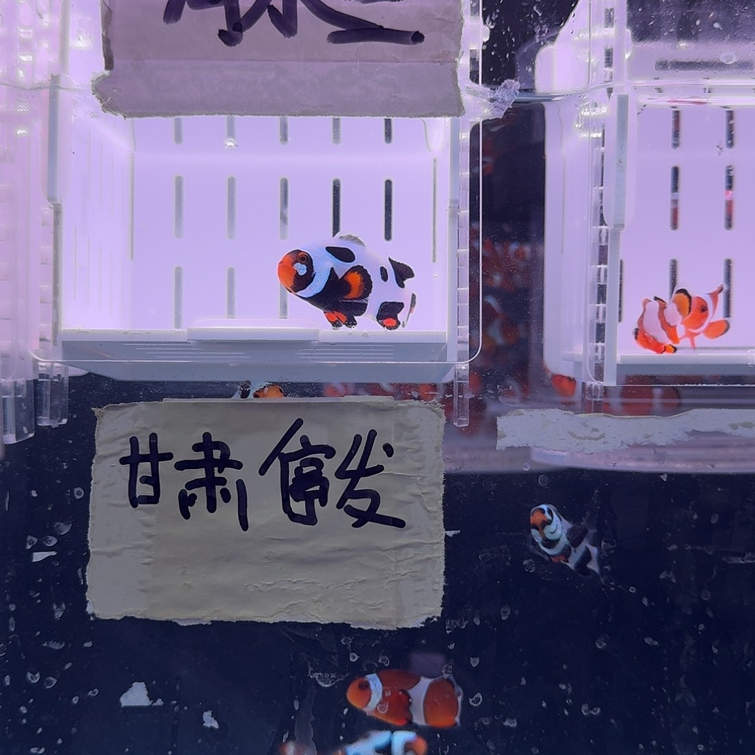海水鱼5+单侧飞机纹黑卡小丑鱼一条