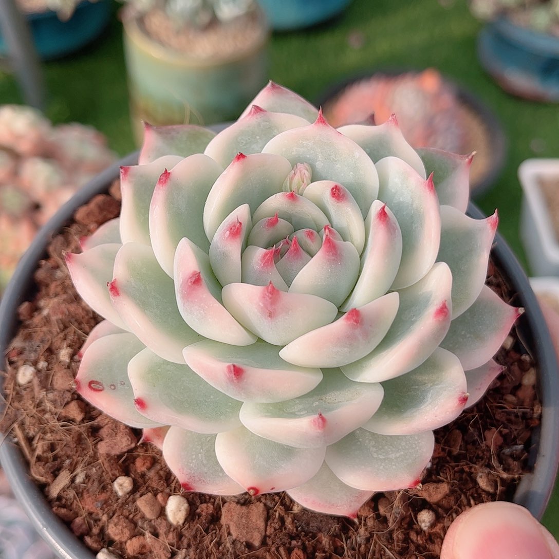 韩版吉娃娃锦多肉