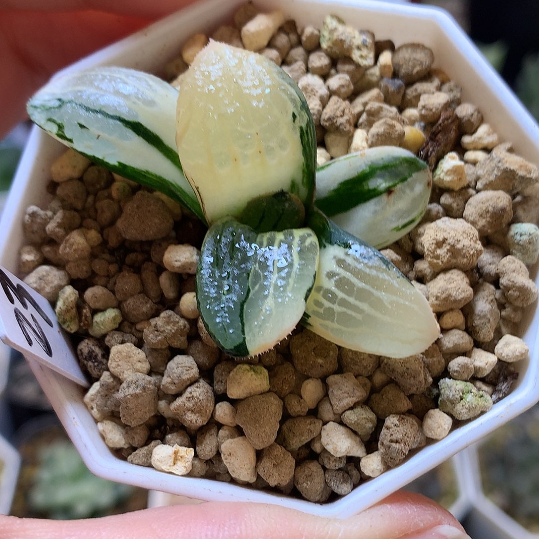 史扑寿锦带盆土发货