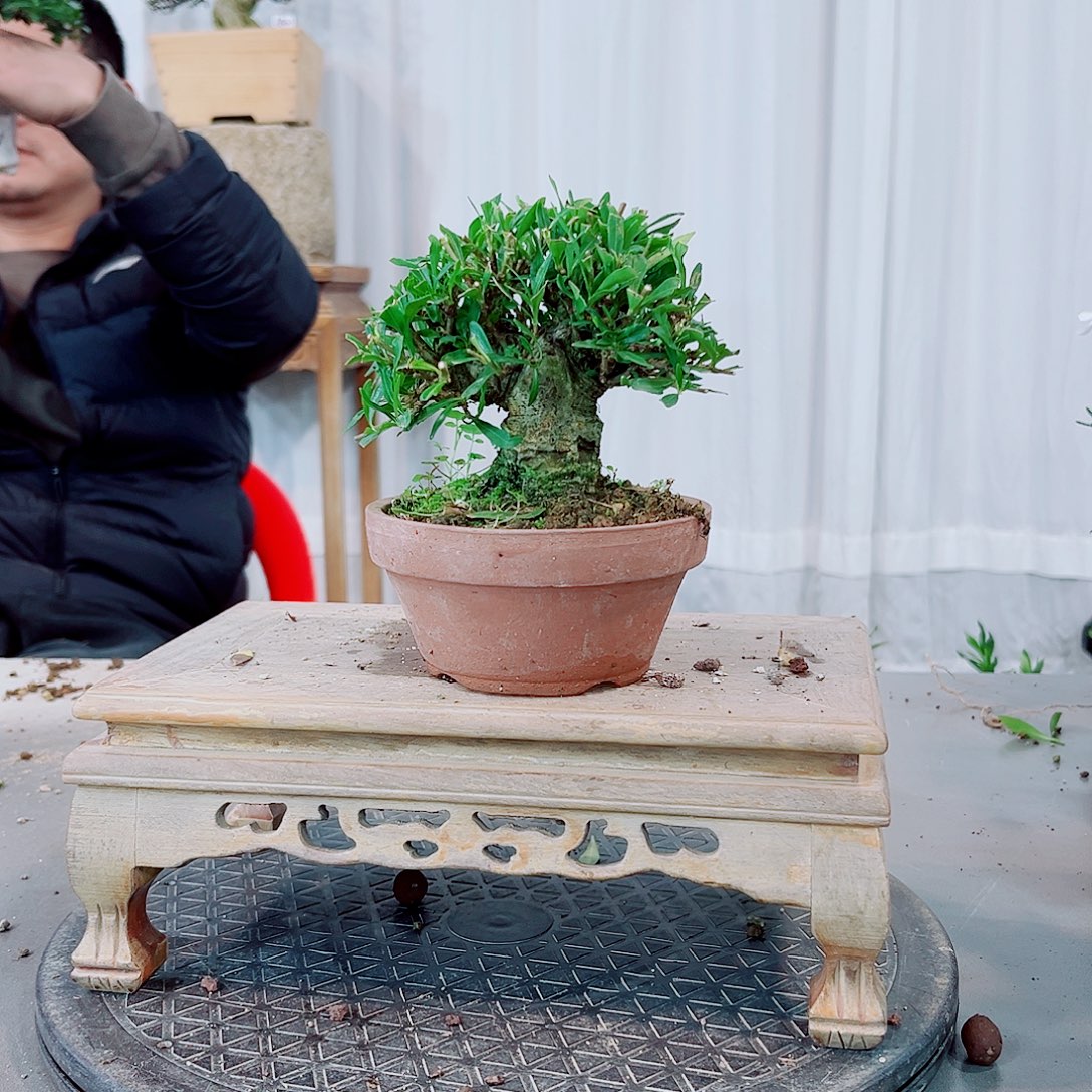 不***友喜黛玉栀子花花花