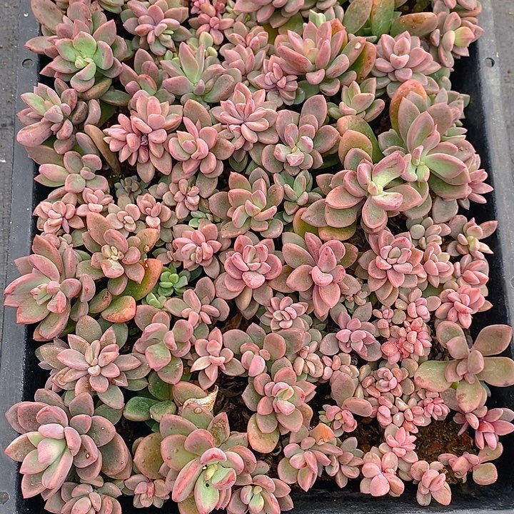 182 多肉植物盆栽花卉植物