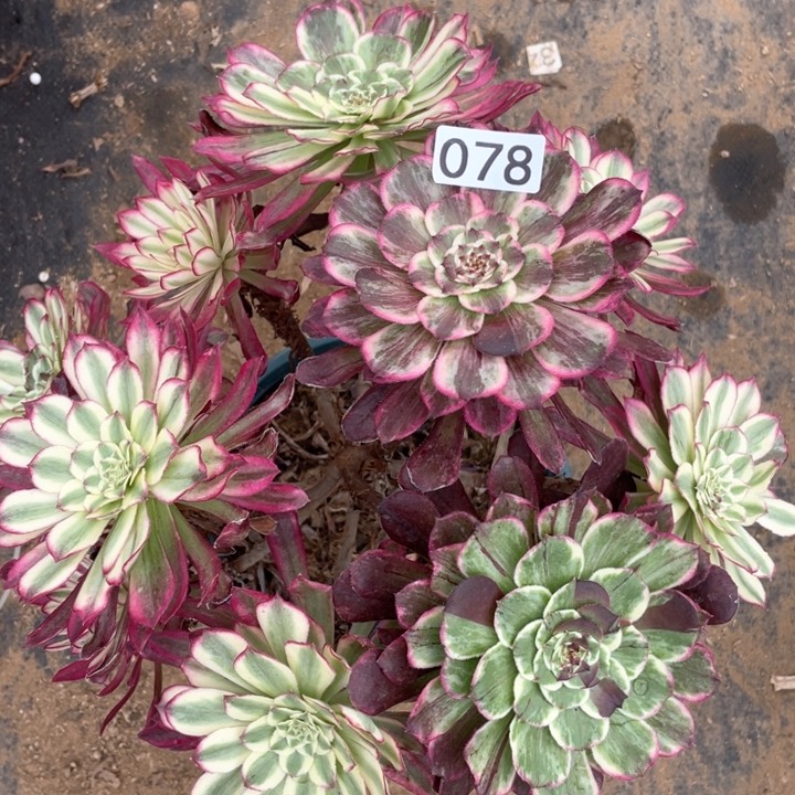 078多肉植物油彩画边缘