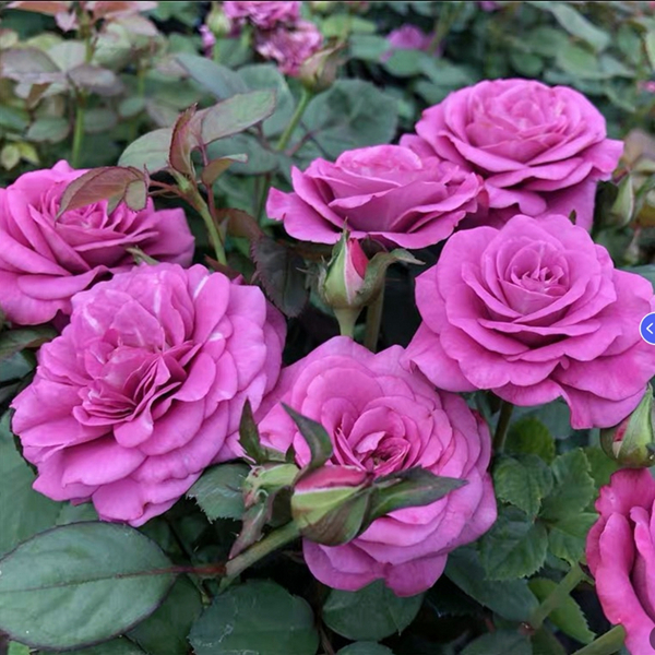 【冥王星】精品玫瑰花苗月季盆栽绿植四季开花丰花卉月季花苗