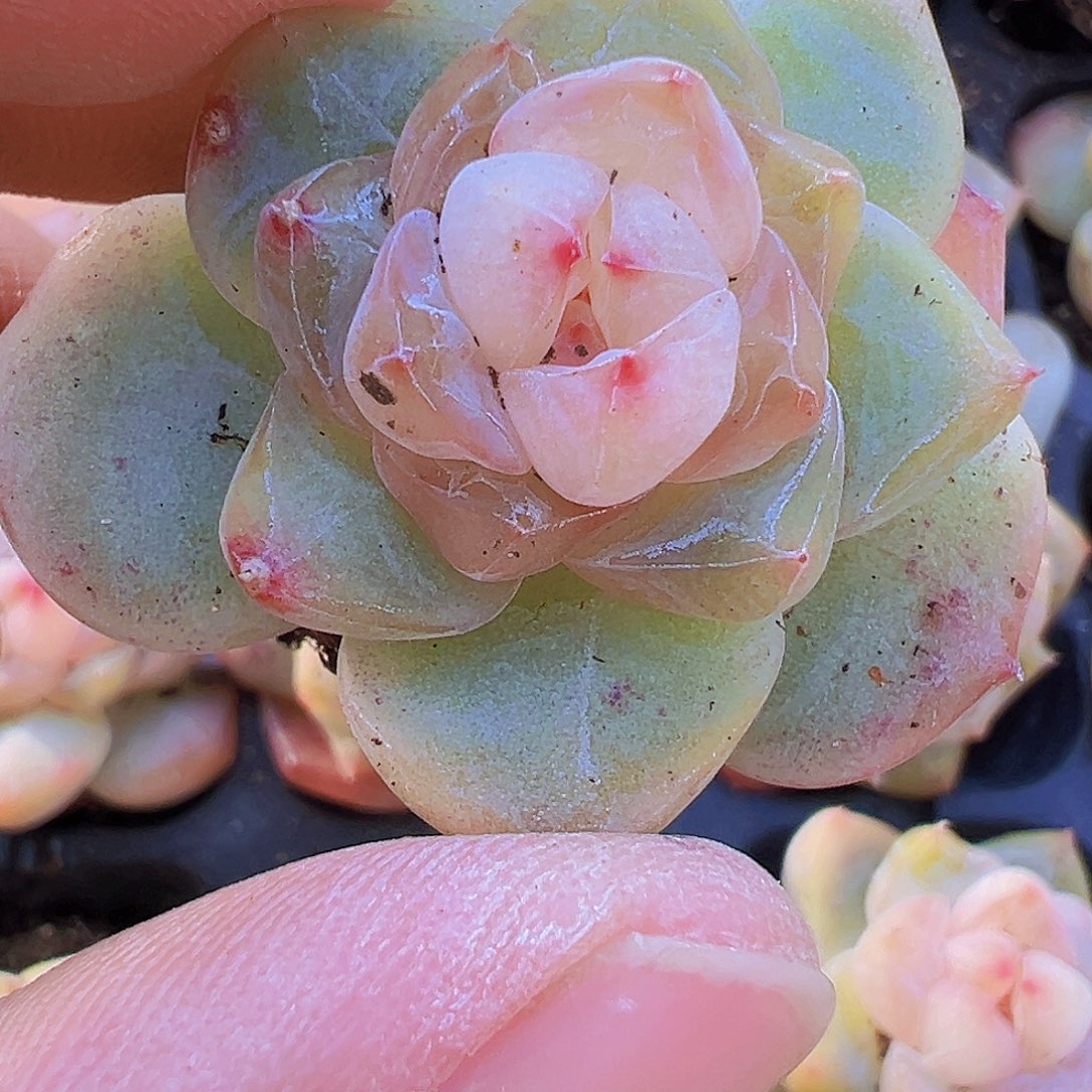 穴盘繁星珍妮5颗19