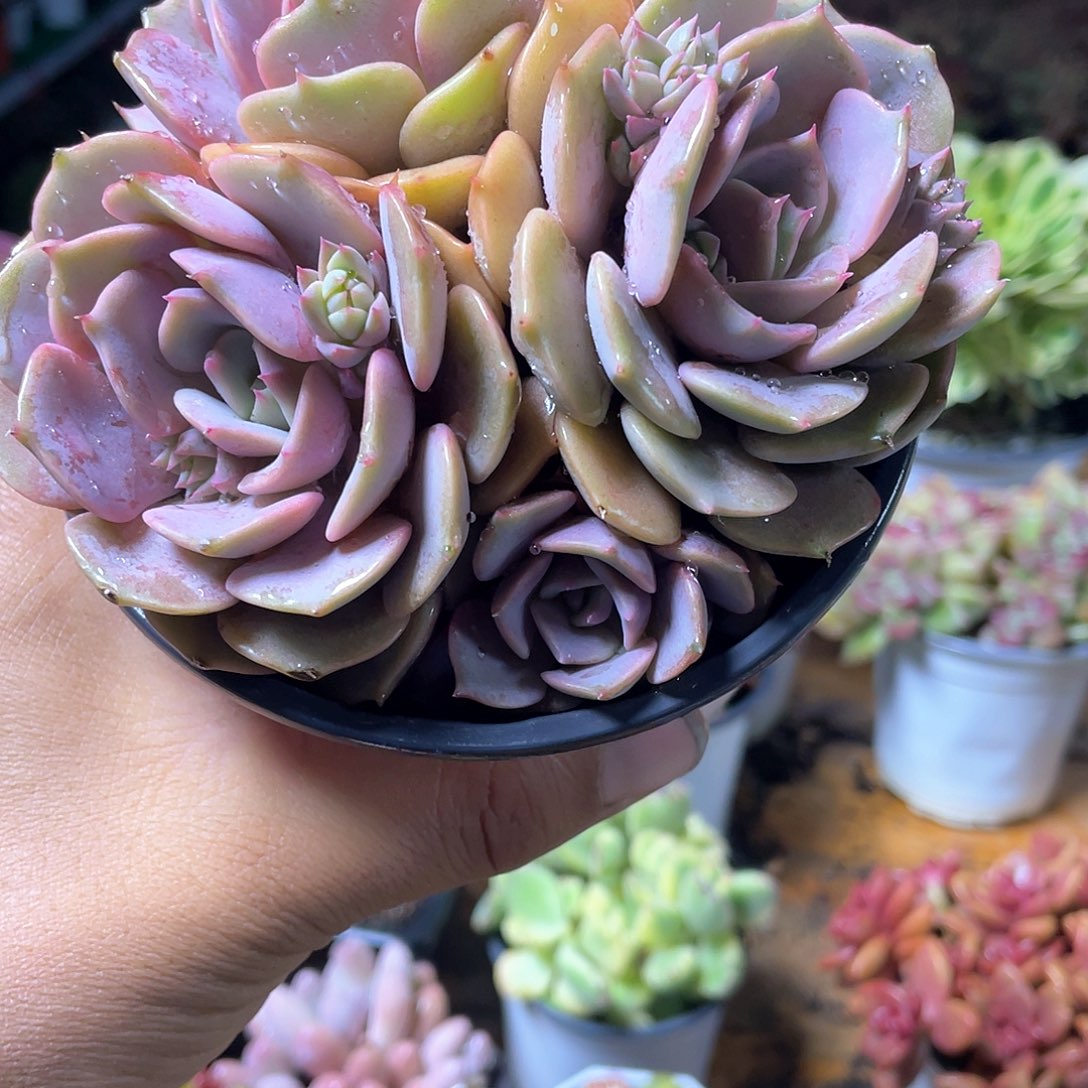 粉蝶整群带盆发货