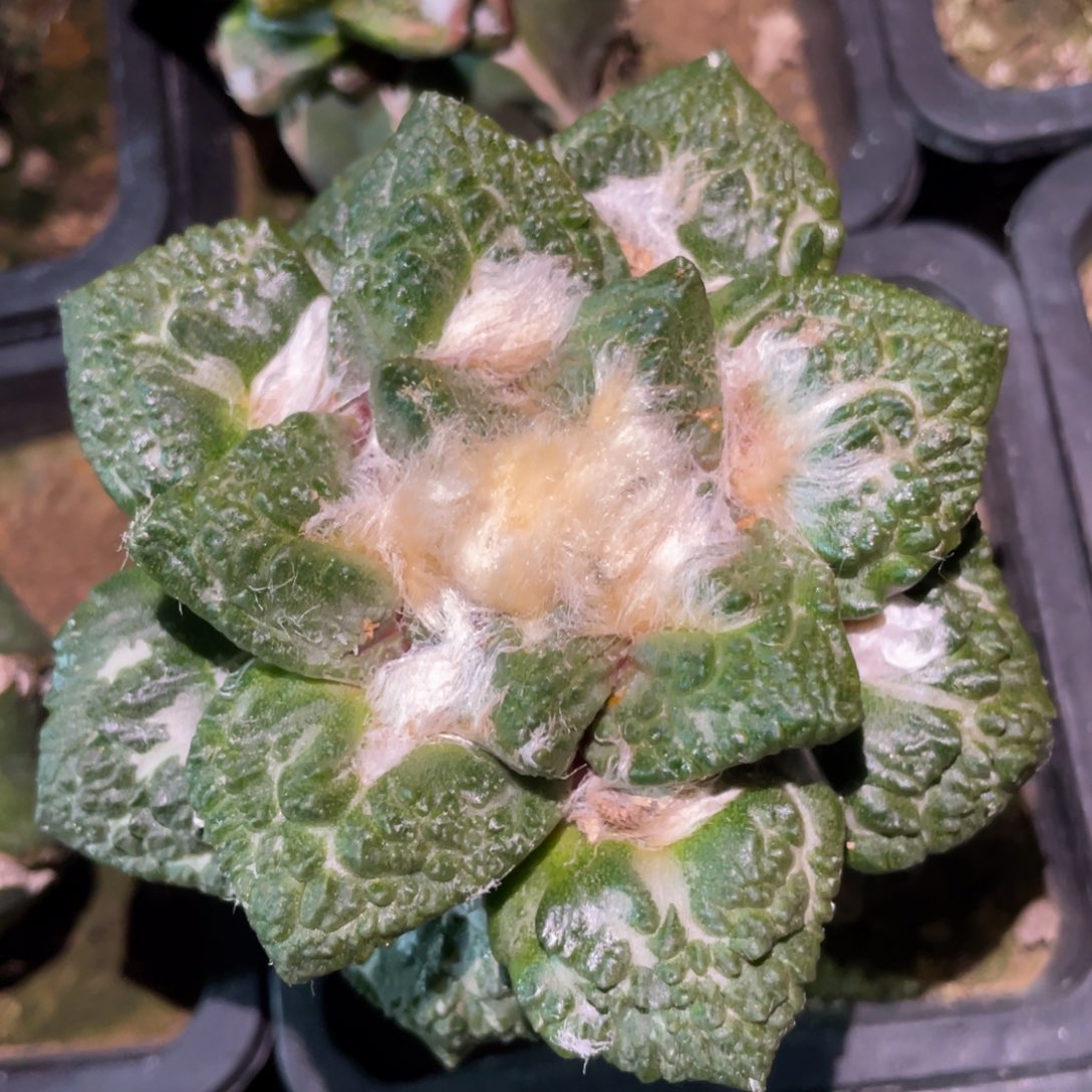 大型哥怒 965 仙人球