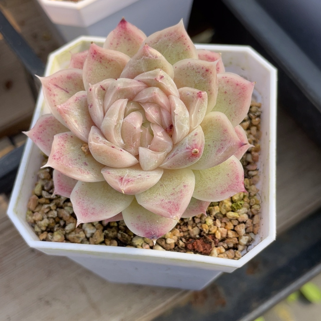 k***nS优选麦杆多肉福利1674