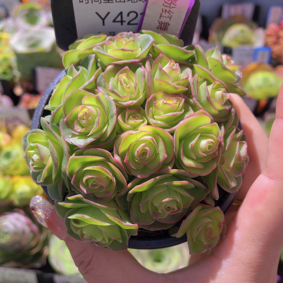 粉红舞鞋多肉一物一拍421