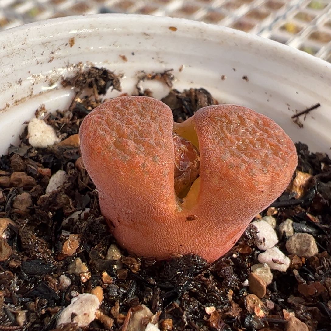 712多肉植物百科