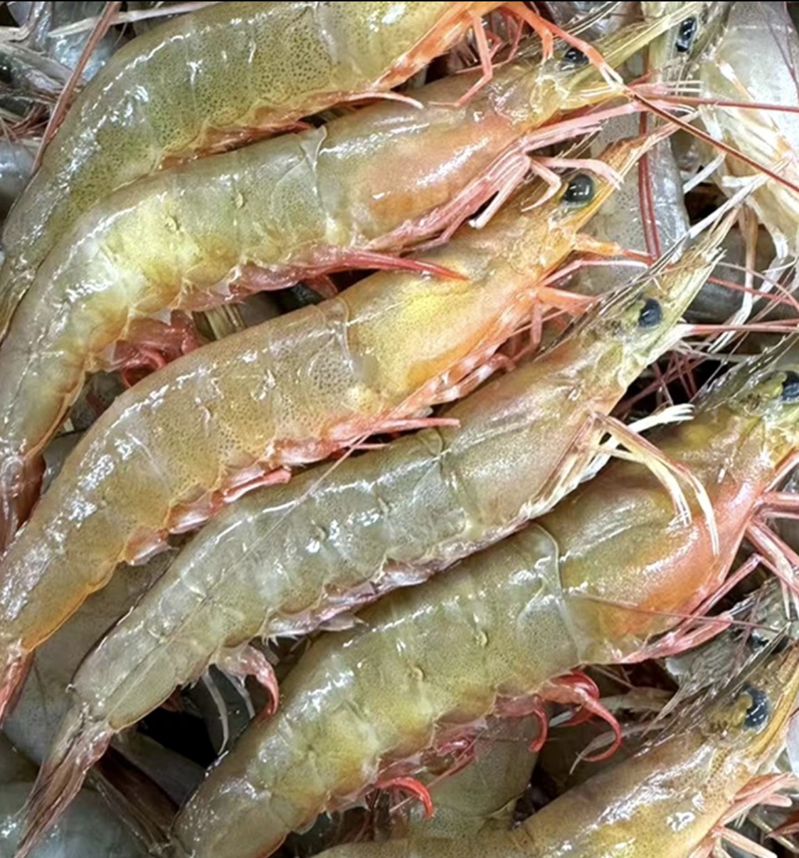 【25头左右/斤】广东汕尾马宫港海捕野生沙卢虾(麻虾）顺丰冷链