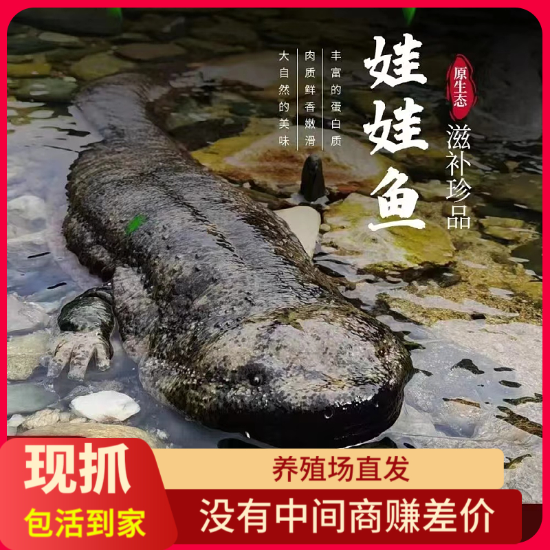 娃娃鱼活鱼 鲜活大鲵人工养殖顺丰包活到家