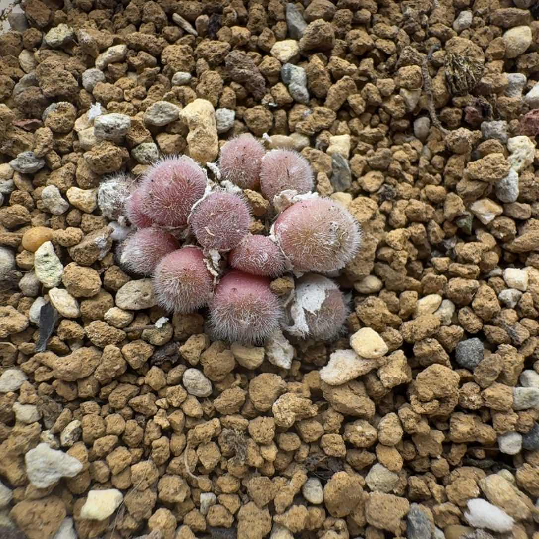 毛球福利多肉。         