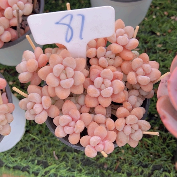 健健康康平平安安