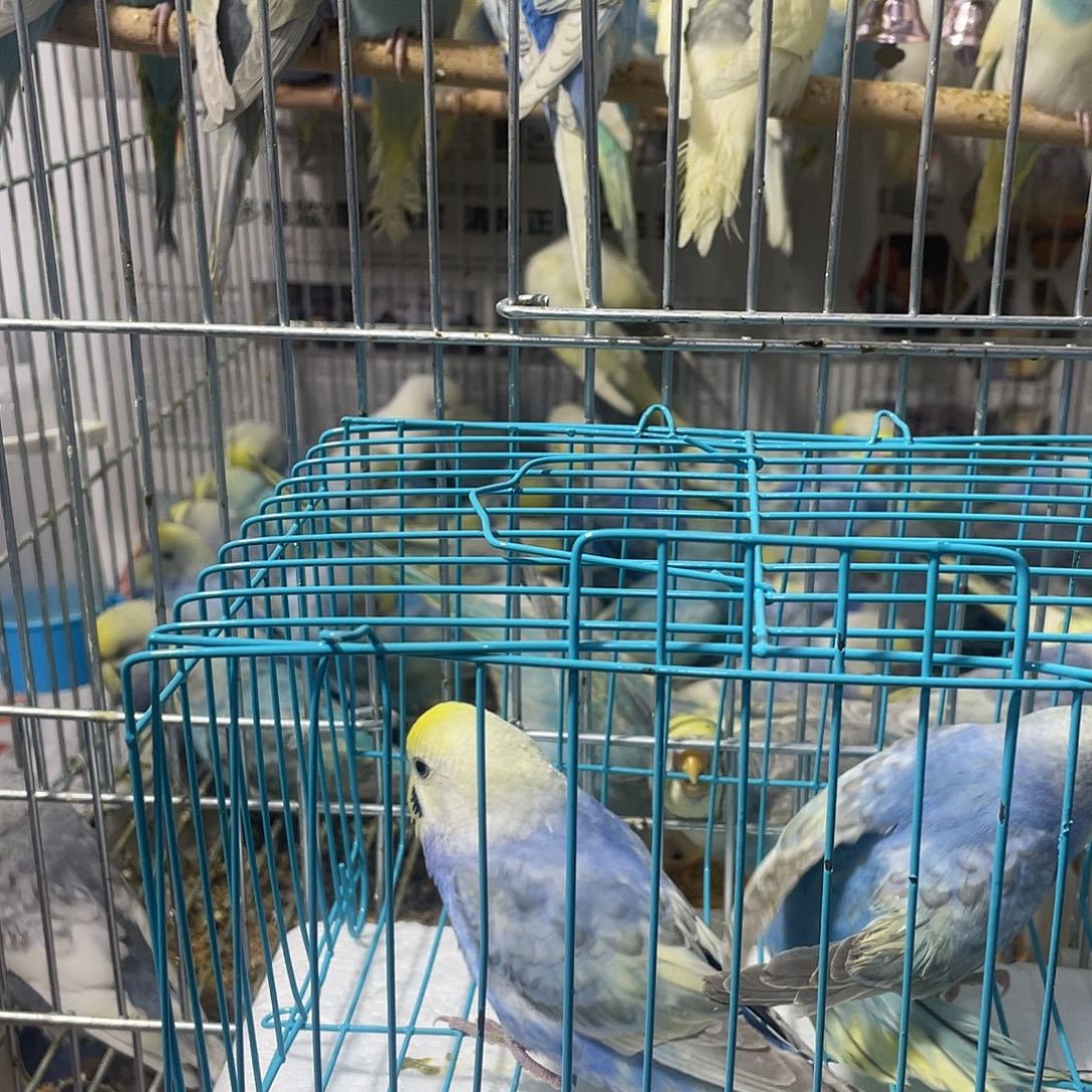 虎皮鹦鹉金彩鹦鹉