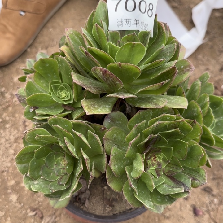 7008花月夜多肉植物