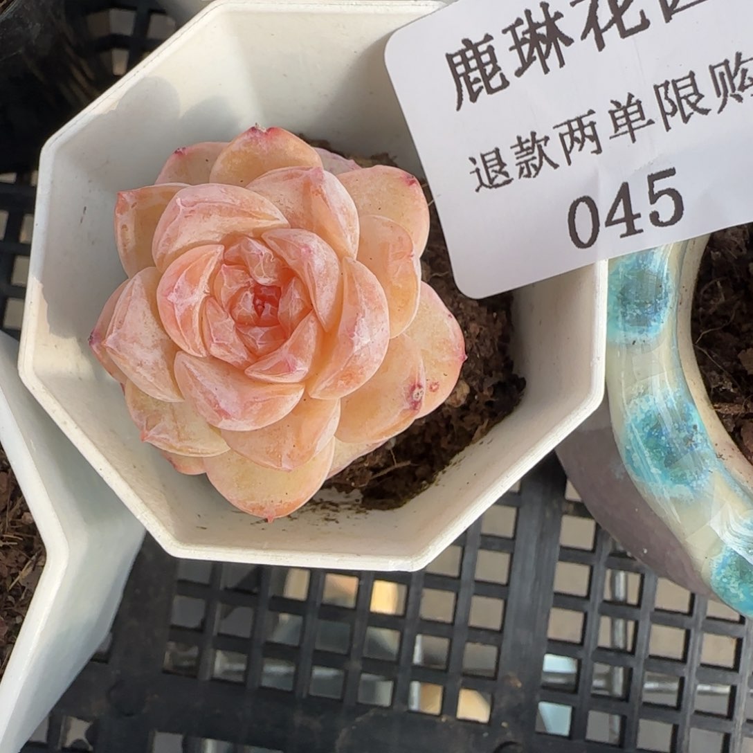多肉很小看清楚下单拒绝非品质售后45